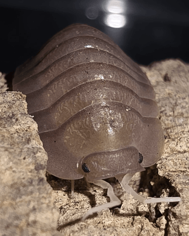 Troglodillo Isopods for sale
